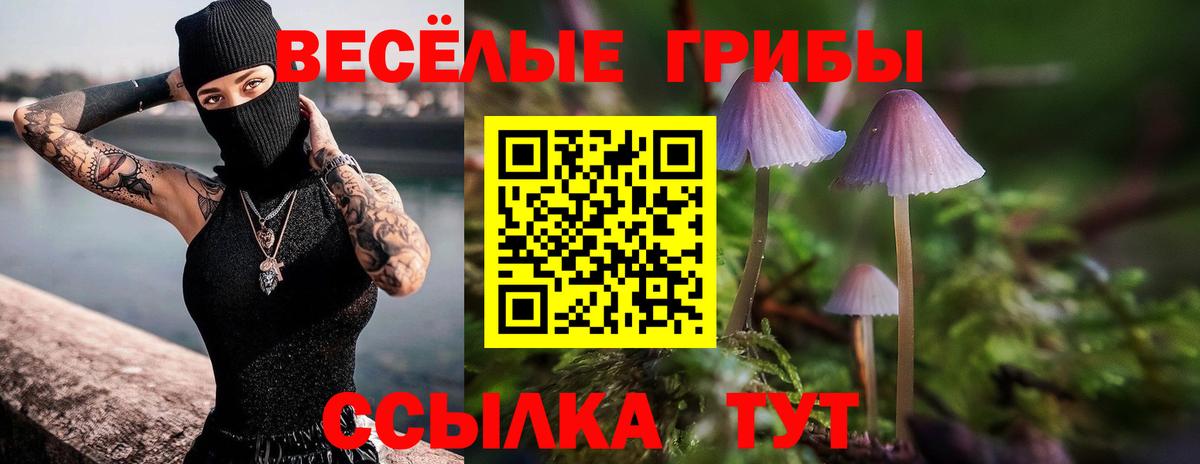 Будённовск  Галлюциногенные грибы Cubensis  Вход с VPN 